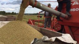 урожай Воронежские новости